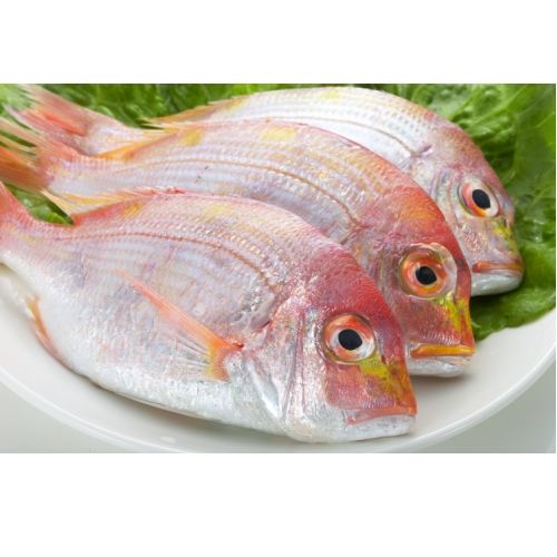 鮮味達人現流赤宗鮮魚超值組(10斤)