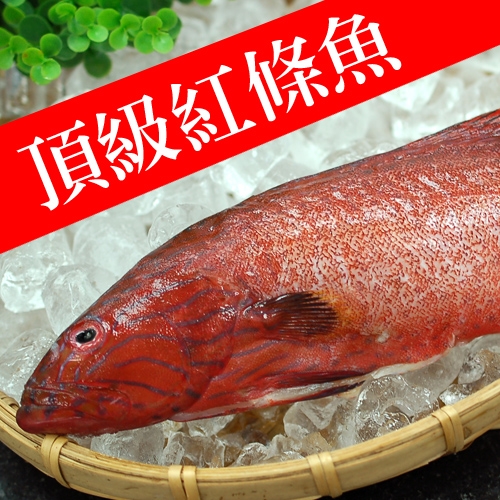 【築地一番鮮】峇里島野生紅鰷石斑魚X4條(450±50g)免運組