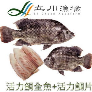 立川漁場－活力台灣鯛(全鯛x8＋鯛片x8)超值組