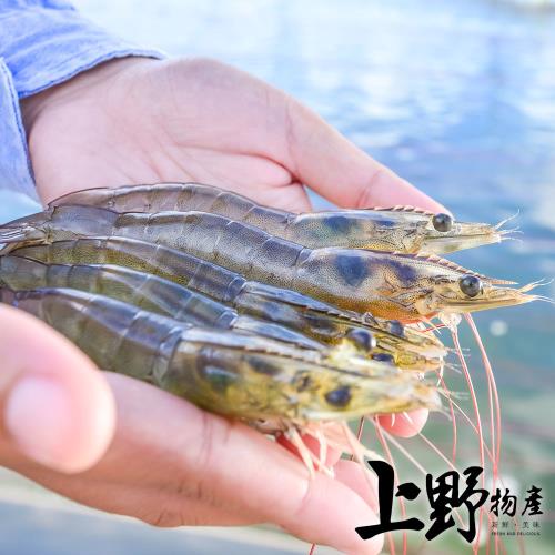 【上野物產】大尾鮮凍生白蝦x1盒  (1.2kg/盒)  海鮮 蝦子