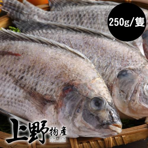 【上野物產】嚴選台灣產 高級細嫩鯛魚 (250g土10%/隻) x 8隻