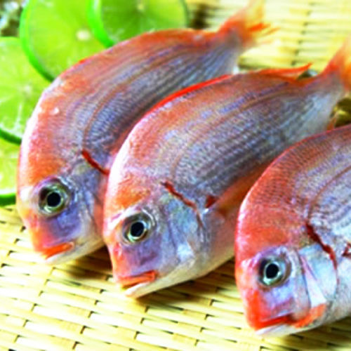 漁季 現撈直送頂級特大赤鯮魚3台斤(約4-5尾)