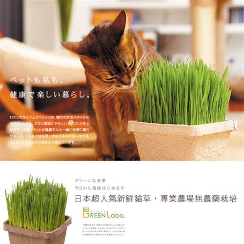 【買達人】GREEN Labo DIY新鮮寵物食用貓草-燕麥草(4入)-限時加碼送貓抓板*1