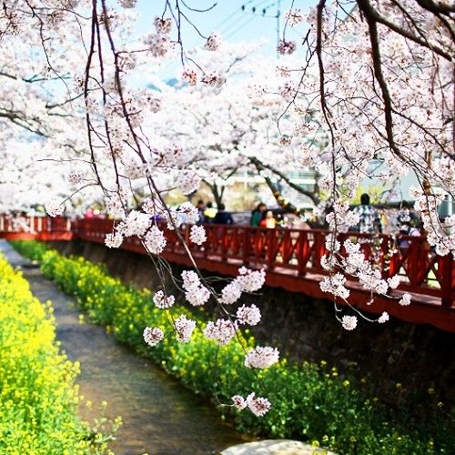 春暖花開賞櫻遊韓國五星五日雙人券