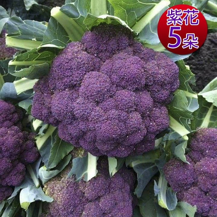 鮮採家 雲林產地直送軟嫩帶葉紫花椰菜5朵 單顆約525 10 蔬菜箱 其他 Etmall東森購物