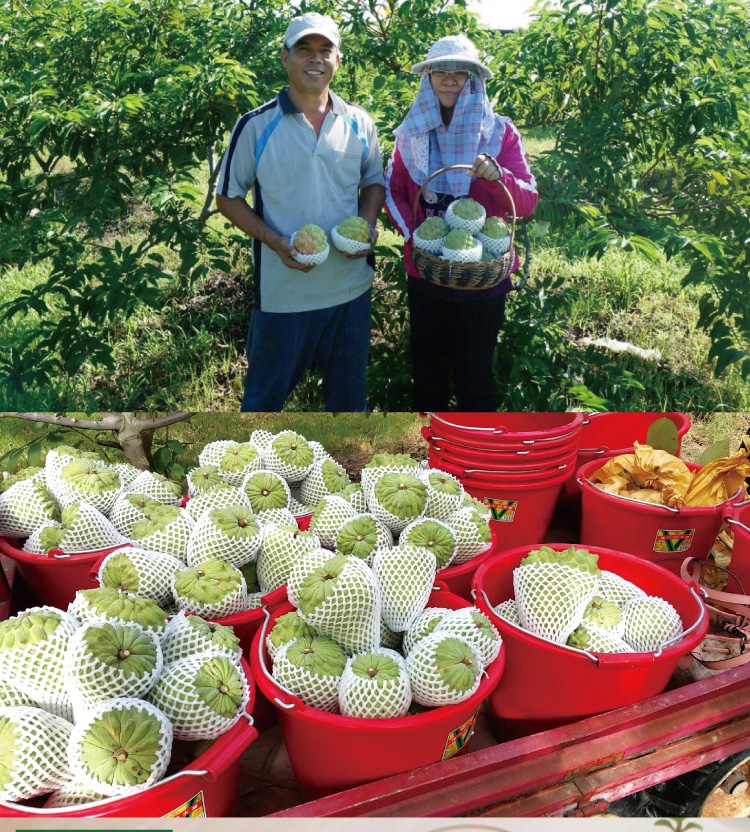【十翼饌選果】台東大目釋迦輸日(6顆/5斤/盒)|釋迦/火龍果|ETMall東森購物網