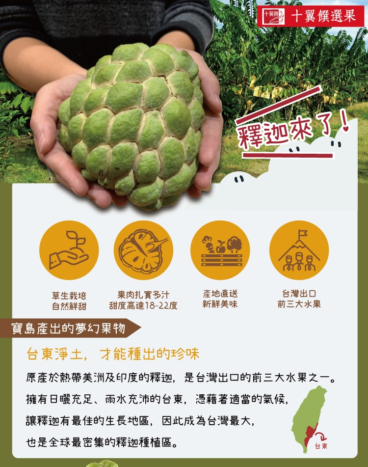 【十翼饌選果】台東大目釋迦輸日(6顆/5斤/盒)|釋迦/火龍果|ETMall東森購物網