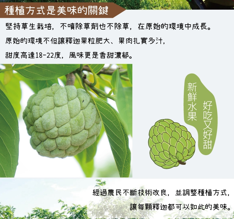 【十翼饌選果】台東大目釋迦輸日(6顆/5斤/盒)|釋迦/火龍果|ETMall東森購物網
