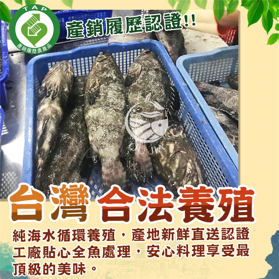 【歐嘉嚴選】台灣龍虎石斑非力魚排6片組 250~350G/片|石斑魚/鱸魚/青魽魚|ETMall東森購物網