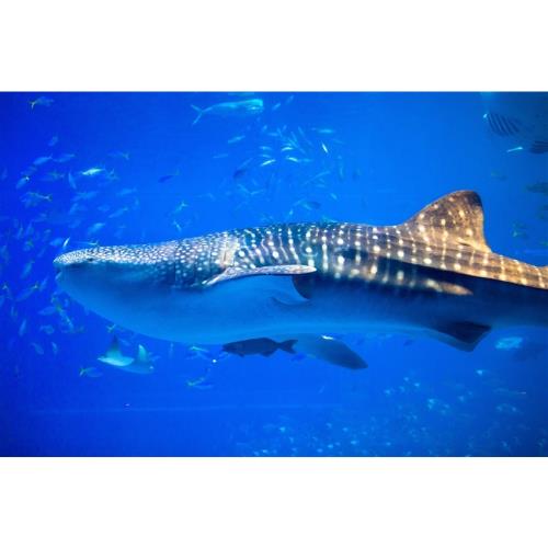 那霸市中心|沖繩GRG自由行5日|樂桃航空/兩人成行/含稅含行李-OKAMMGRG05