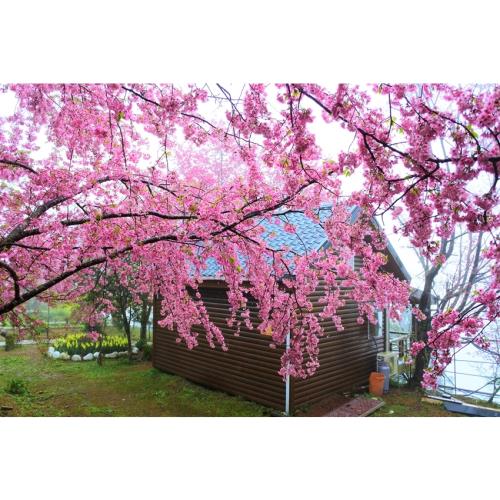 桃園旅遊｜拉拉山櫻花季.恩愛農場賞櫻花.樂灣糧倉小農超市一日_26TNTAOLOV