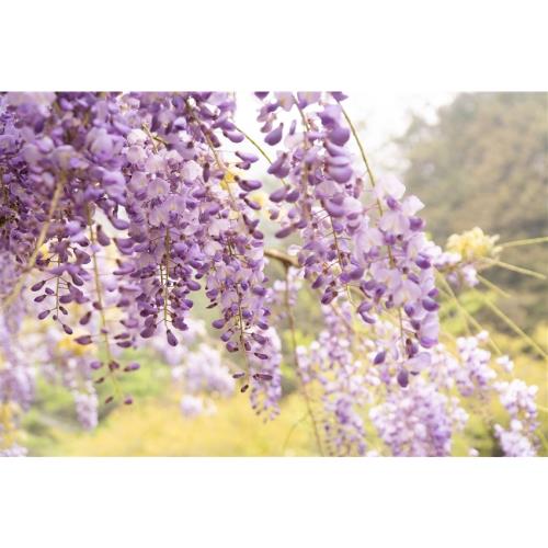 台中旅遊｜夢幻高山紫藤花季~武陵農場‧福壽山農場‧希利克傳說‧漫步中央山脈的清幽合歡溪秘境二日│大人囝仔_26TMTCHZHA