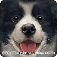 摩達客 美國進口The Mountain 小邊境牧羊犬微笑 純棉環保短袖T恤