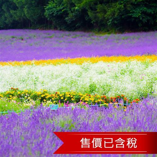 搶購-北海道富良野薰衣草洞爺湖纜車溫泉5日(含稅)旅遊