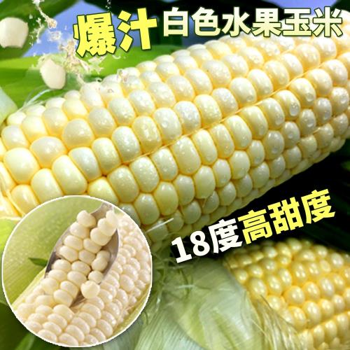 18度高甜度爆汁牛奶玉米 x10支