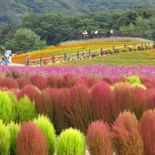 季節限定-韓國秋楓波波草愛寶亂打秀五星首爾鬧區飯店6日旅遊