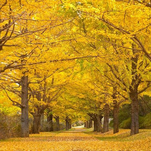 釜山慶州楓紅杏黃溫泉美食汗蒸幕4日旅遊