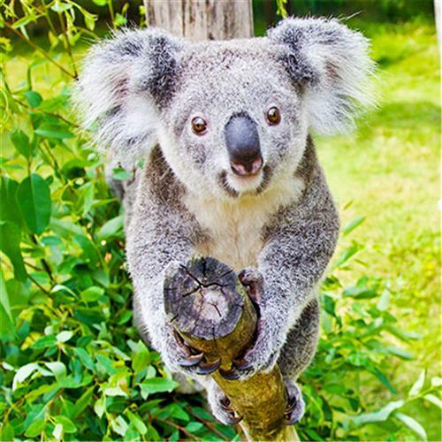 澳珠玩住長隆野生動物世界熊貓酒店海洋王國4日(無購物無自費)旅遊