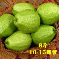坤田水果 珍珠芭樂(1箱)單箱8斤10顆-15顆
