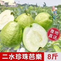 阿旺芭樂-二水產地現採直銷-濁水溪珍珠芭樂-送禮自吃首選水果禮盒8台斤(一箱)