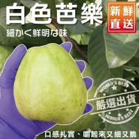 果物樂園-頂級燕巢牛奶珍珠芭樂(3斤±10%含箱重)