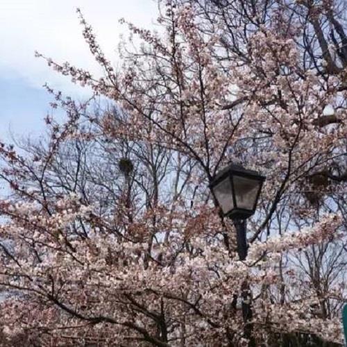 花現山東合掌村.五嶽獨尊泰山.8天(無購物無自費)旅遊