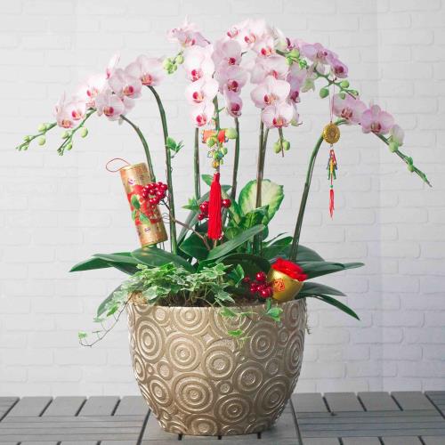 【翔暉園林花坊】桌上型蝴蝶蘭7株盆栽 開幕送禮/居家擺放/蘭花/婚禮送花/榮升送花/企業送禮/年節送禮