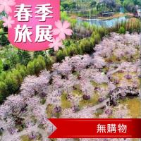 江南櫻花節蘇州無錫黿頭渚拈花灣五星5日(無購物)旅遊