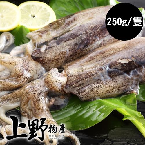 【上野物產】菲律賓天使軟絲 ( 200g~300g/隻 ) x5隻