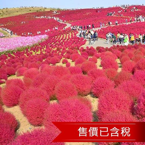 小東北賞紅楓水戶偕樂園海濱公園溫泉4日(含稅)旅遊