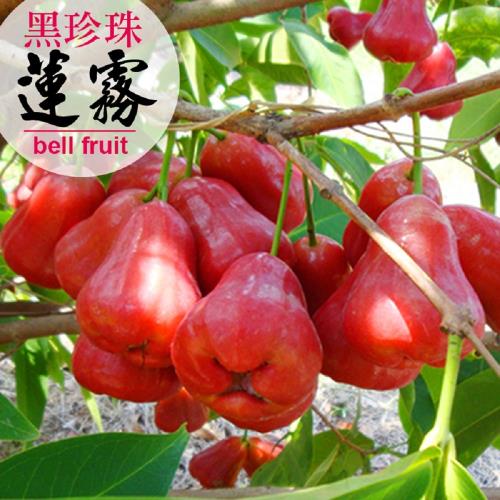【賣魚的家】期間限定!林邊黑珍珠蓮霧禮盒 1盒(5斤/盒/24-30顆)