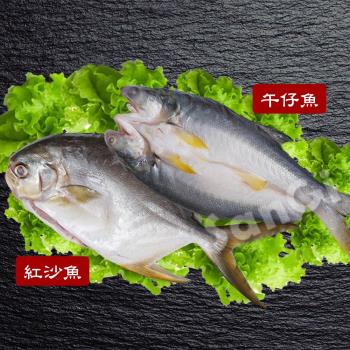 【賣魚的家】鮮嫩整尾午仔魚/紅沙魚任選2尾組