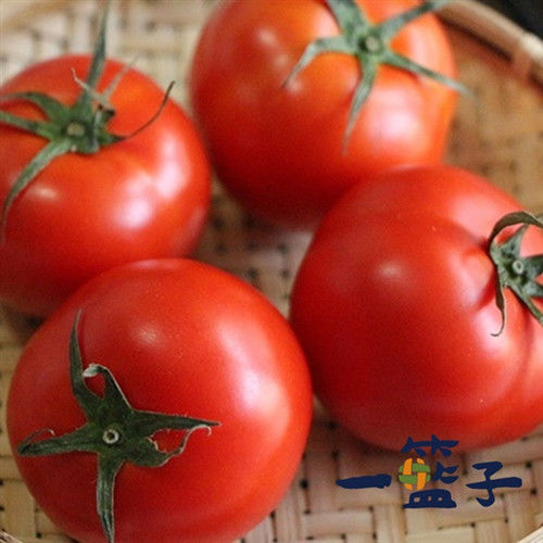 《一籃子》新社牛番茄5斤  