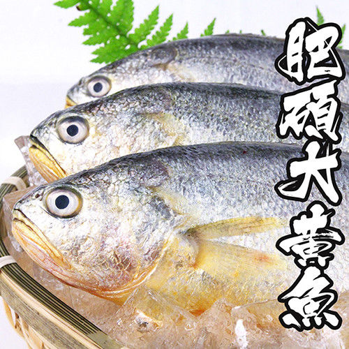 【海鮮世家】當季肥碩大黃魚 *12隻組 (400g±10%/隻)  