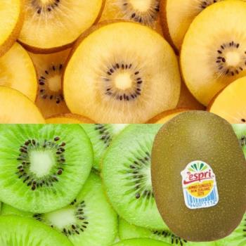 【RealShop 真食材本舖】 紐西蘭Zespri 雙拼綠色＋黃金奇異果 約3.3kg±10%(20-33顆裝)