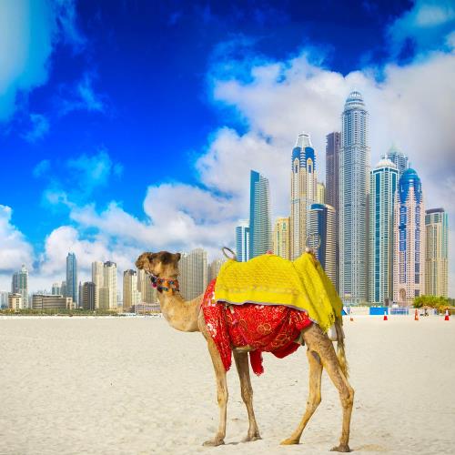 【星星假期】此生必遊奢華中東阿拉伯四大王國巡禮八日 7822450