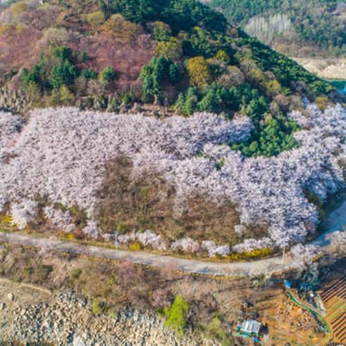賞櫻下殺↘清易賞櫻趣~(不進人蔘、護肝、土產)鎮海軍港節、清風湖畔櫻花節、星光櫻花節、加耶公園、櫻花大道、塗鴉秀、長腳蟹&燒肉吃到飽五日