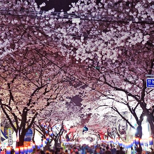 賞櫻限定↘威風粉櫻濟州-(不走人蔘+保肝+土產)~典農路賞櫻、涯月邑長田里賞櫻、跆拳武藝秀、駱駝體驗、水之幻境水世界、澎派海鮮鍋&烤肉吃到飽五日