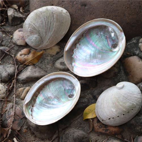 澳洲白鮑魚貝殼燒鼠尾草容器海螺收納首飾珠寶拍攝道具漆器鑲嵌