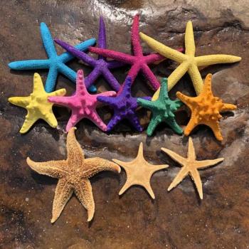 天然海螺貝殼海星標本五指霸王家居地中海地臺裝飾貼墻寄居蟹食物
