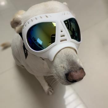 寵物眼鏡狗狗用品護目鏡防水防風防雪防曬大中小型狗面罩眼鏡通用