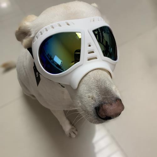 寵物眼鏡狗狗用品護目鏡防水防風防雪防曬大中小型狗面罩眼鏡通用