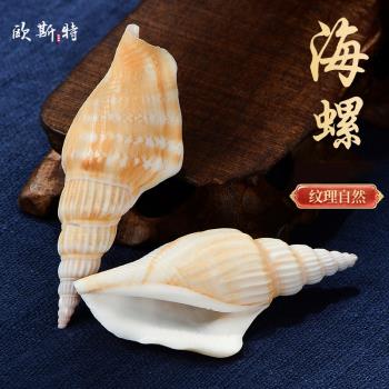 歐斯特 貝殼小海螺殼子 家居客廳裝飾用品擺件海螺殼 天然白海螺