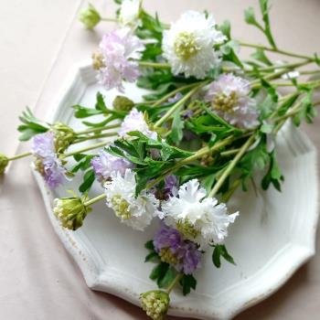 高品質松蟲草 藍盆花 3頭高加索淡紫白色拍攝道具客廳臥室花藝diy