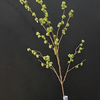 高質手感仿真植物小豆果單枝家居裝飾模擬綠植盆栽假花軟裝婚慶