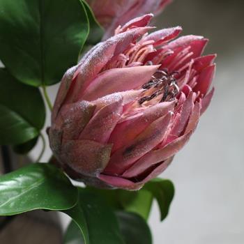 家居飾品模擬花卉假花裝飾 帝王花 客廳餐桌茶幾插花瓶花藝擺設品