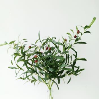 北歐橄欖枝模擬花束假花臥室客廳裝飾花擺件橄欖果插花搭配
