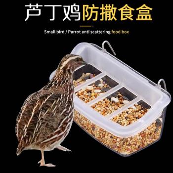 蘆丁雞餵食器大號懸掛籠子式寵物碗盧小雞鴿子食槽自動餵食飲水器