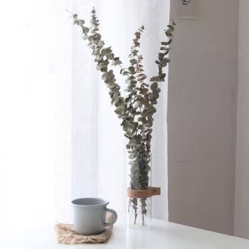 屋里北歐干花大束長枝尤加利葉水培玻璃花瓶擺件陳列綠植客廳裝飾