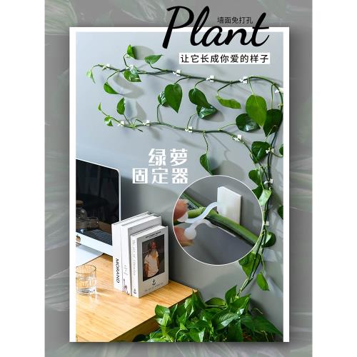 綠蘿固定器爬墻神器爬上墻面月季藤蔓植物夾子爬藤掛鉤花的卡扣籮